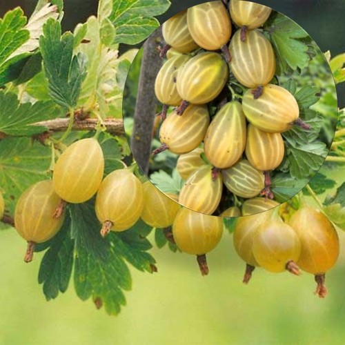 Ribes uva-crispa 'Kuršu Dzintars' - Aed-karusmari 'Kuršu Dzintars' C3/3L